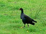 12.19- Pukeko (Purple Swamphen)